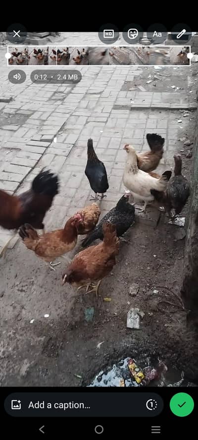 Ghar paly hue sab murghiya egg derhi hai 18 female 2 male