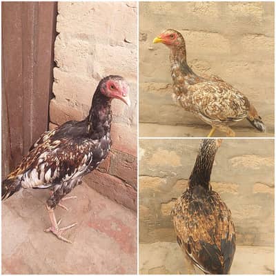 Aseel 1 male 2 female