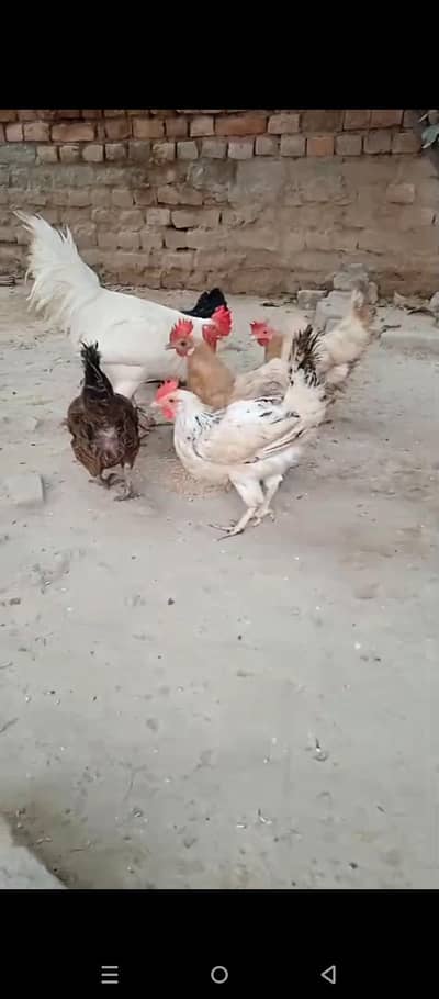 Desi hens