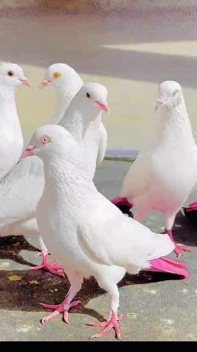 Pure Goldein. King Size white. jonsiray. 1000.1500 . . . contact 03124547043