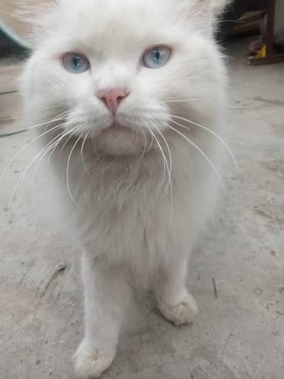 White eyes white colour cat male