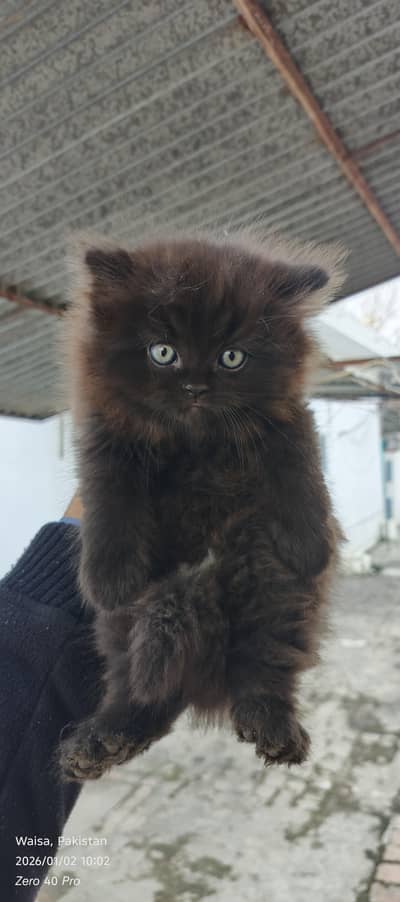 Three Persian kittens for sale