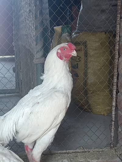 Parrot beak Cross | Long Tail | Aseel top quality | Parrot beak Trio