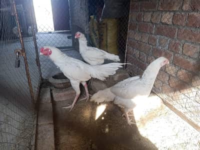 Aseel | Parrot beak Cross | Long Tail | Parrot beak Trio set | Hen