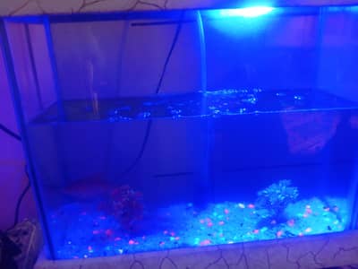 Fish Aquarium and accessories . . . .