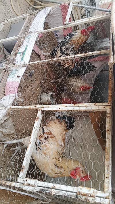 health murgy for sale