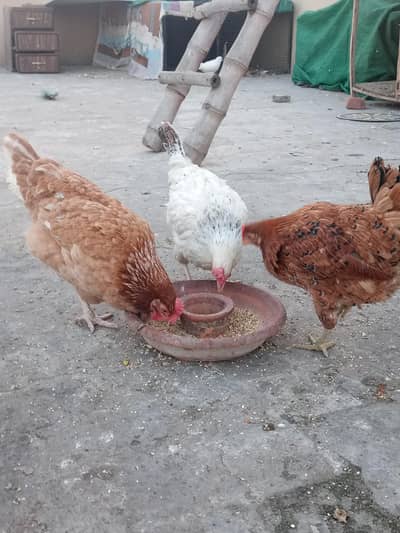 Golden Misri murgian