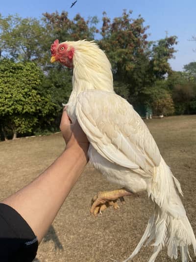 1 heera aseel and 2 aseel female