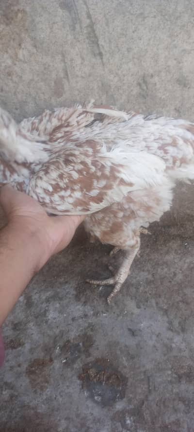 Desi aseel cross kuruk wali females