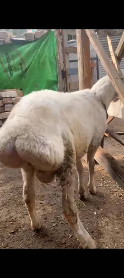 sheep( dumba) for sale urgent