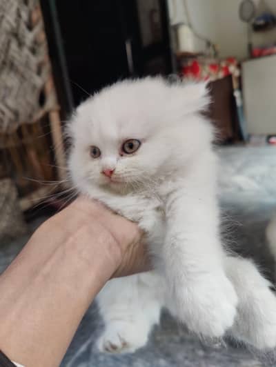 cat/persiancat/whitecat/kitten