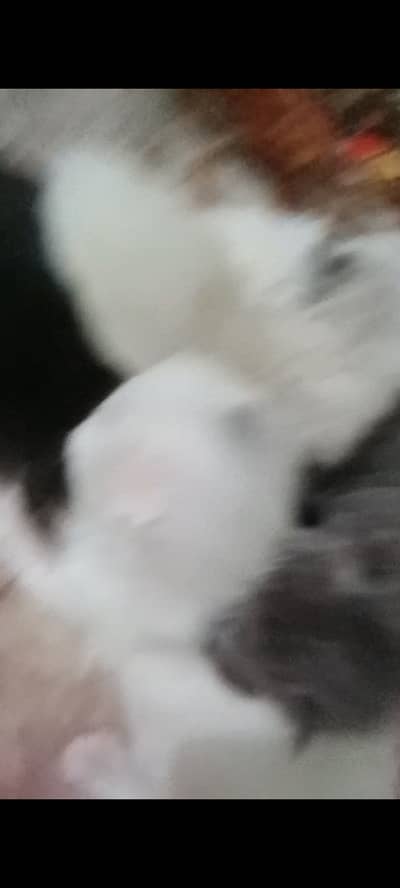 Persian baby face kittens. Long coated. Heavy bone structure. 40 days