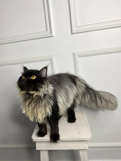 Persian kitten for sale