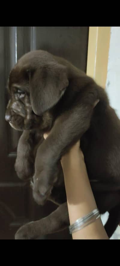 chocolate Labrador Pedigree puppy mail