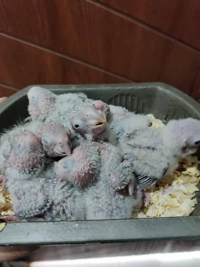 Pineapple Conure Chicks Hand Tame