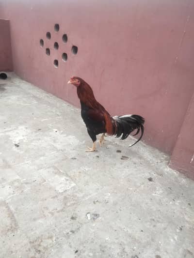 miawali murga urgent for sale