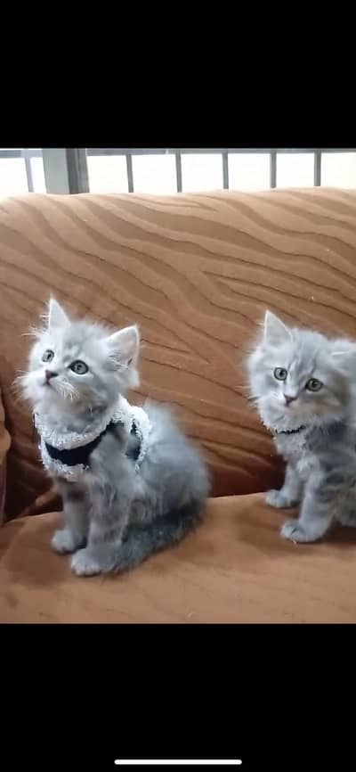 2 persian kittens 1 x pair play full active age
