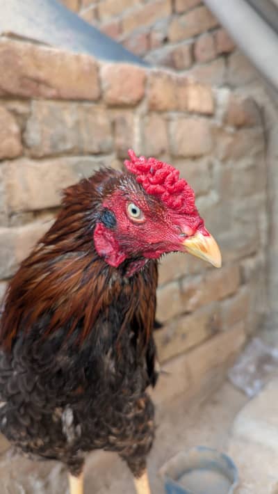 pure Aseel murga home breed for sale  0315=8340083