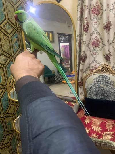 green ring nack hand tame