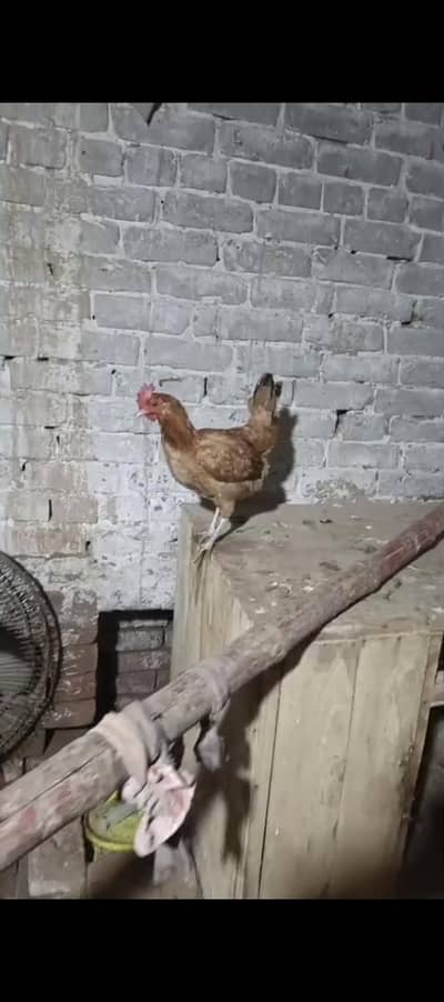 andy da rahi ha 15 madia ha or ak nar ha