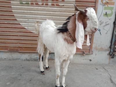 mashAllah khusbsruat Bakra 2 dant abhi hoa hai
