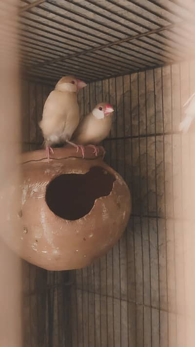 Two Fawn Java Breeder Pairs