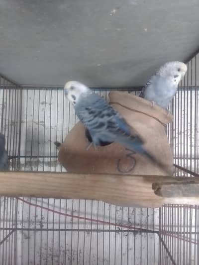 budgeis parrots/bajri