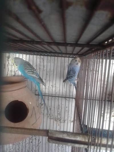 budgeis parrots/bajri