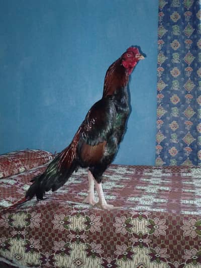 Lakha Mushka Ptha Extreme Quality