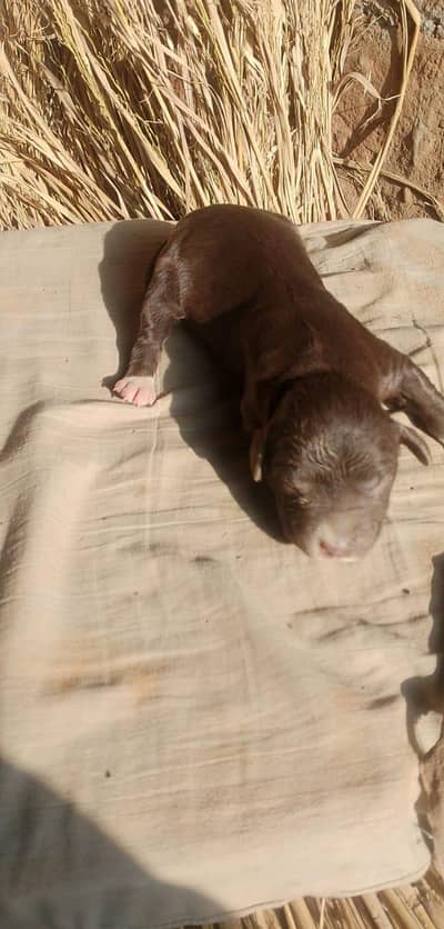 Labrador puppies for sale | Original | Puppies | Male & Female