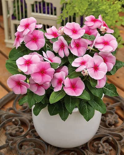 Buy Top 7 Most Flower of Winter Plants in Pakistan