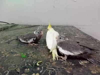 Healthy active cocktail chicks for hand tame perpose