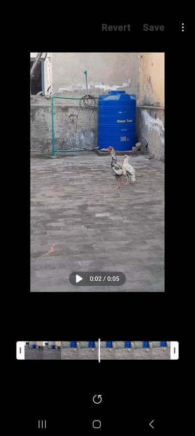 young and healthy murga