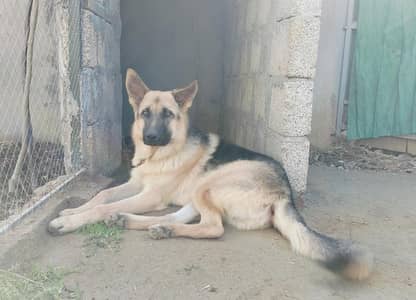 German Shepherd code 1 for sale