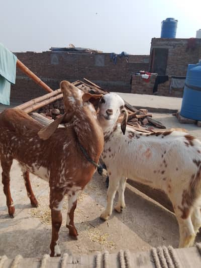 1 pure Makhi cheeni 1 Tedi dono hkobsorat females