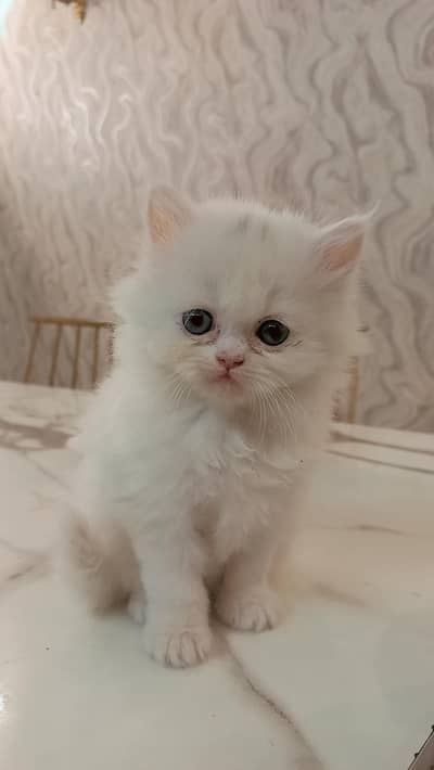 Persian Kittens