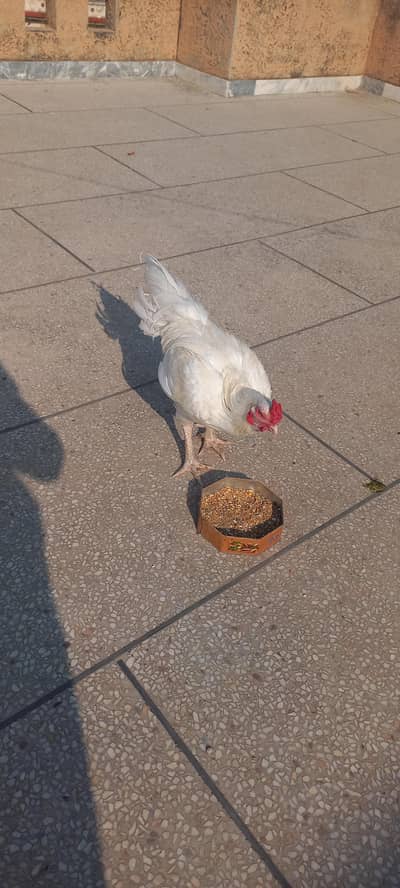 assel mianwali hierarchy breeder