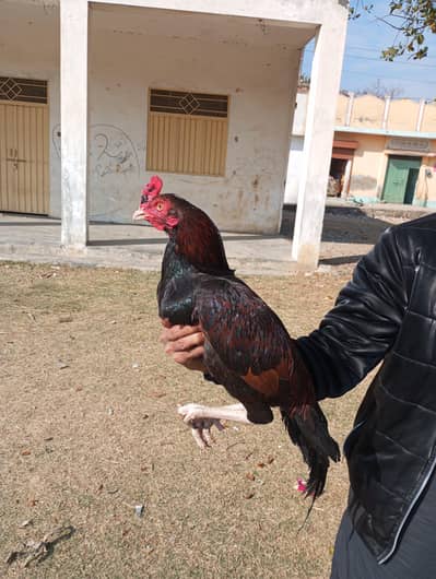 high quality aseel patha contact 03158658222