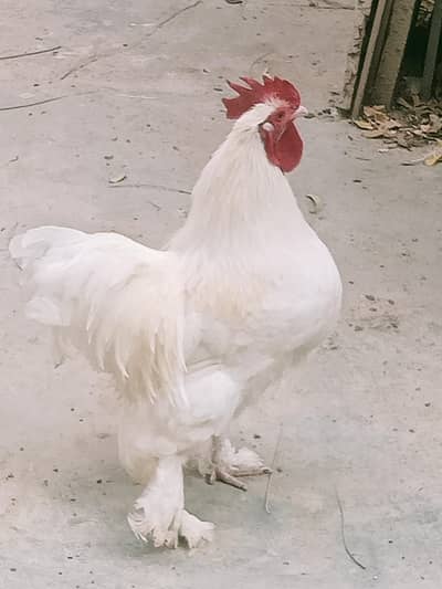 white heavy cochin Male