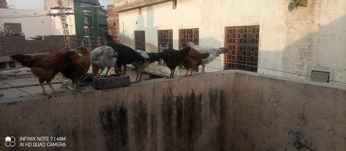 2weeks Desi chicks healthy and active