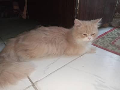 persian cat