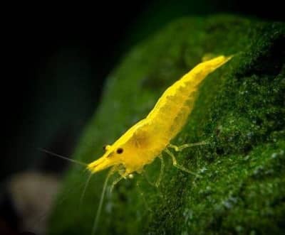 yellow neocaradina shrimps colony for sale