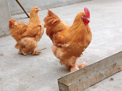 Golden buff F1 breed