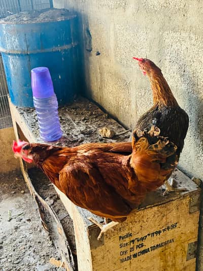 Anday wali Desi hens for sale