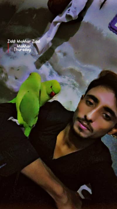 Ringneck Parrot urgent sale