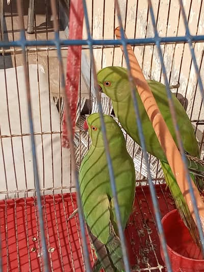 Ringneck Parrot urgent sale