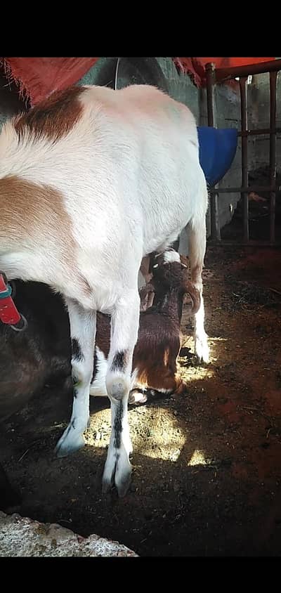 6 daat bakri White eye teddy with kids 1 female full Healthy MASHALLAH