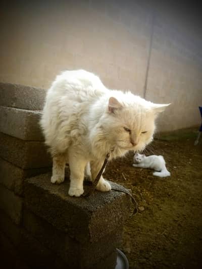 Purebred White Persian Cat - 1 Year Old - Fully Vaccinated