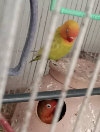 Breeding pair of love birds sale