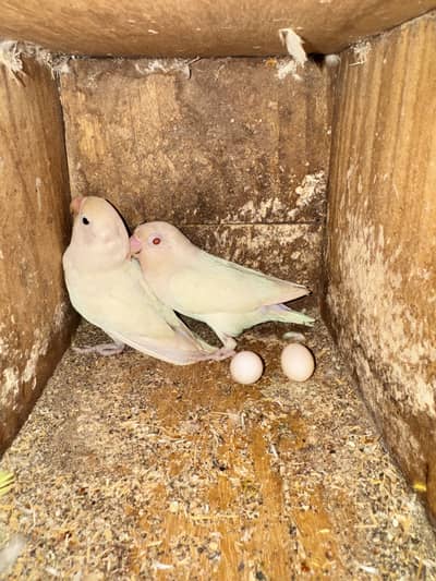 2 bredder pair for sale